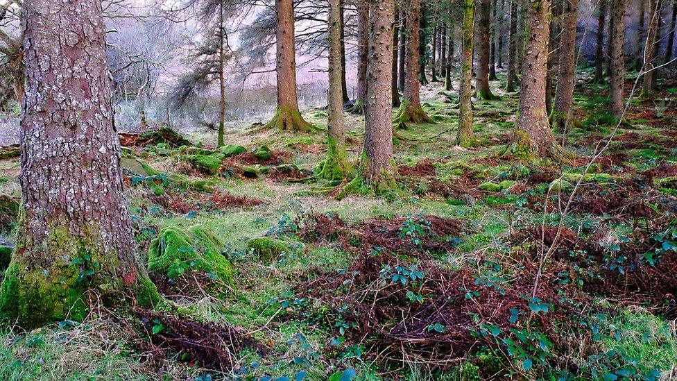 Beddgelert forest