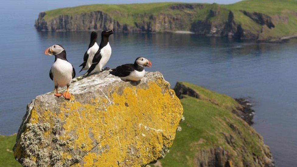 Puffins and razorbills in Scotland