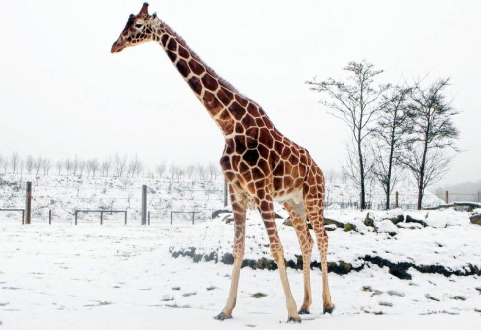 Giraffe at Yorkshire Wildlife Park