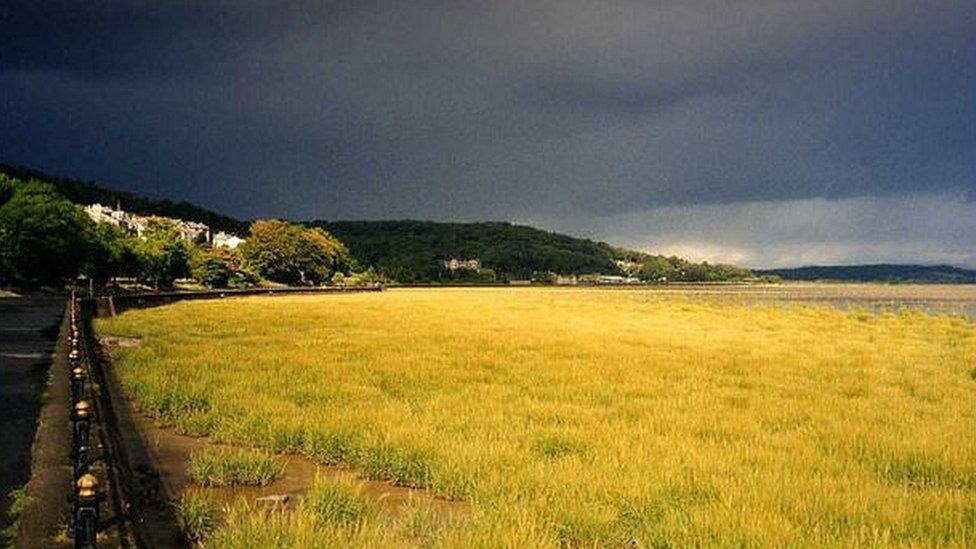 Cordgrass at Grange Over Sands