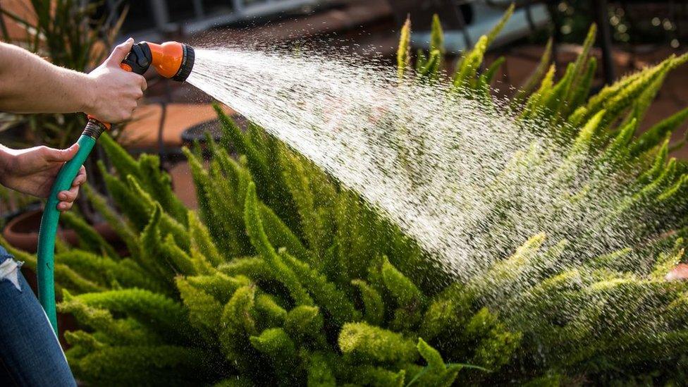 Watering a plant