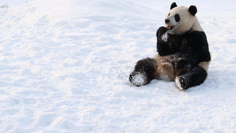 A panda sits eating snow