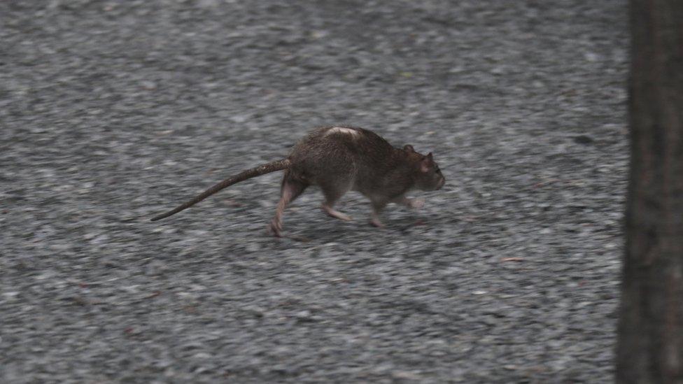 A rat runs along the ground of High Line Park on 22 September 2018 in New York City