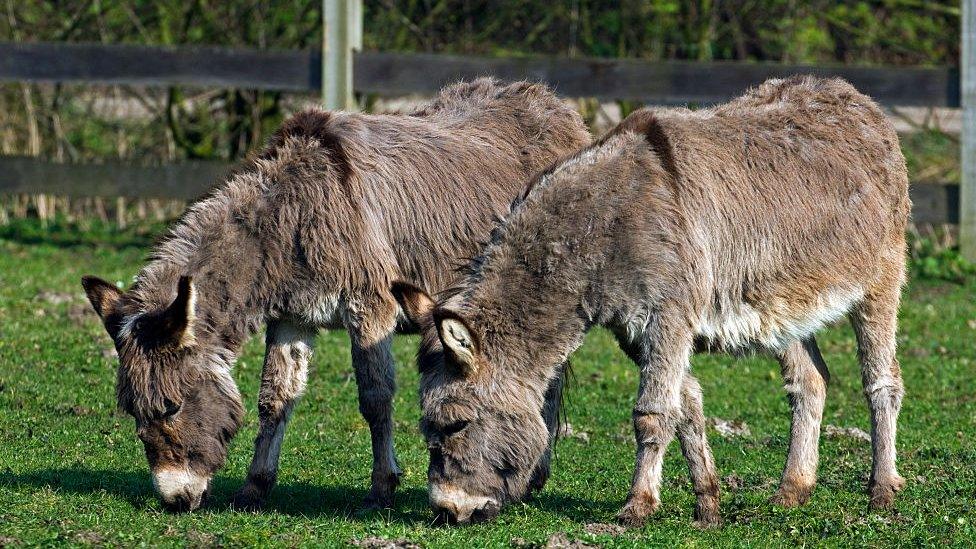 Donkeys grazing