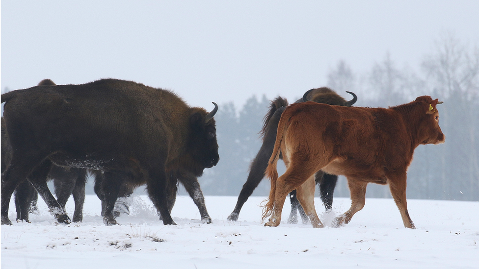 Cow among wild bison, Poland, January 2018