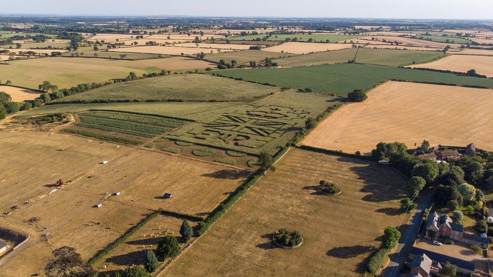 A tribute to Queen Elizabeth II made out of maize in a field in Northamptonshire