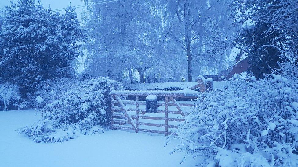 Snowy scene with trees and gate.