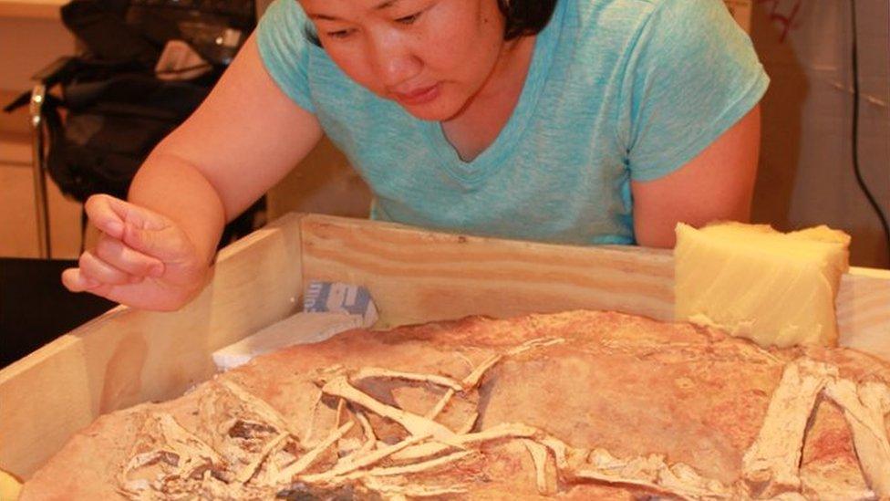 Bolortsetseg Minjin looking at dinosaur fossils