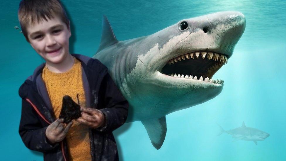 sammy and megolodon