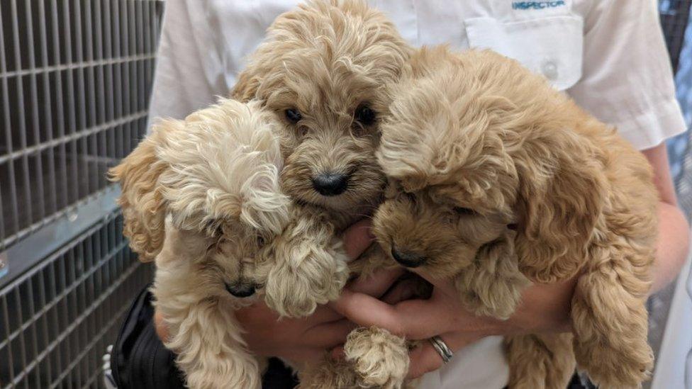 Three of the abandoned puppies