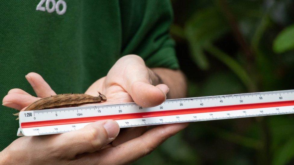 Owl butterfly caterpillar with keeper Thomas Maunders