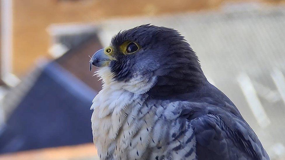 Peregrine falcon