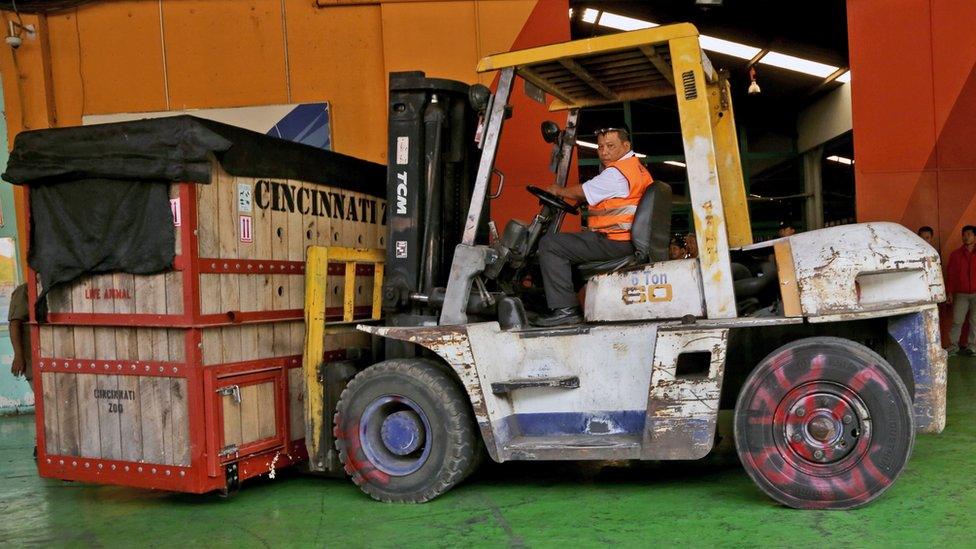 Forklift truck carries Harapan at Soekarno-Hatta Airport in Cengkareng, Indonesia (1 Nov 2015)