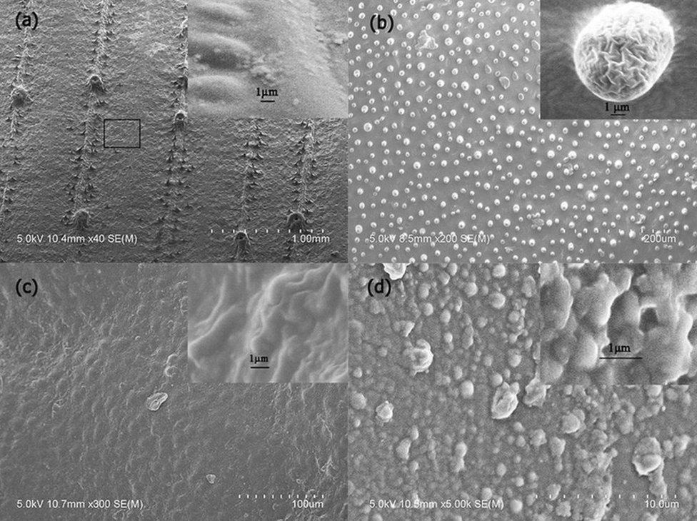 What different leaf structures look like under an electron microscope