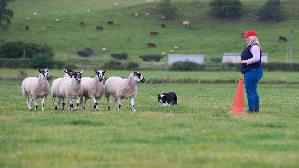 Handler Shannon Conn and Border Collie Chip gathering sheep