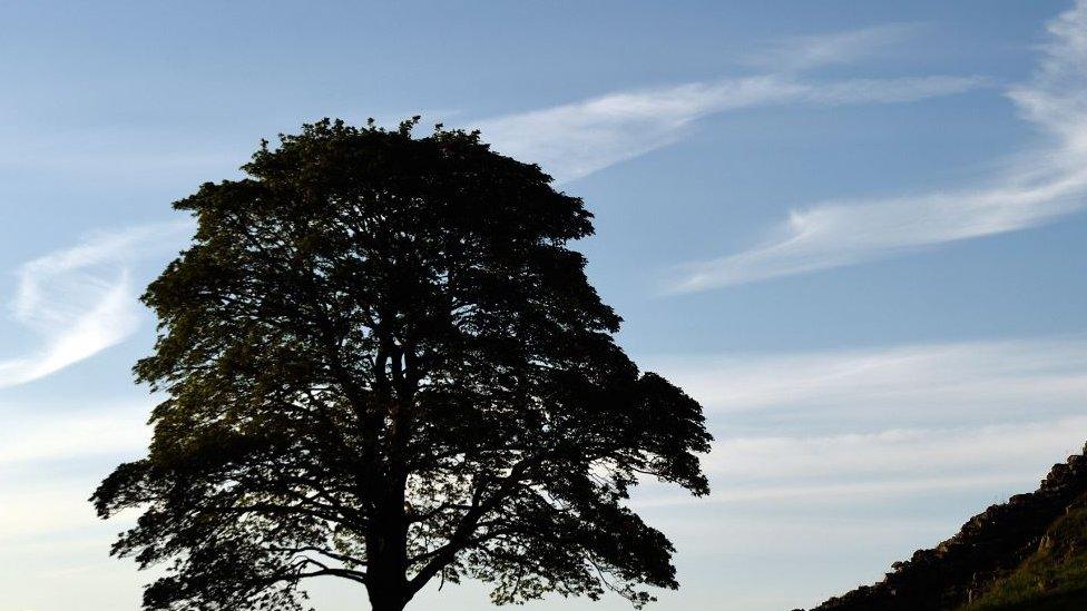 The Sycamore Gap at Hadrian's Wall in Northumberland,