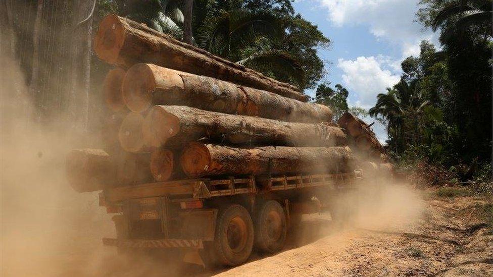 Timber trunk in the Amazon (Image: Reuters)