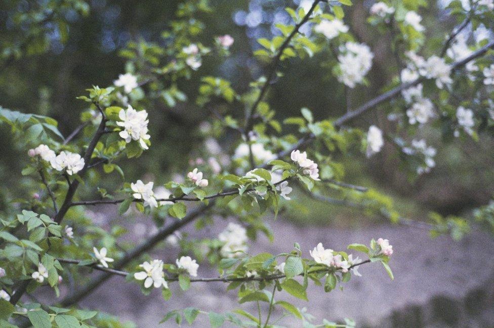 Trees at Castell Coch