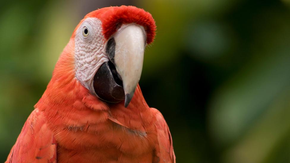 scarlet macaw