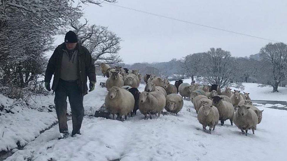 John with his sheep