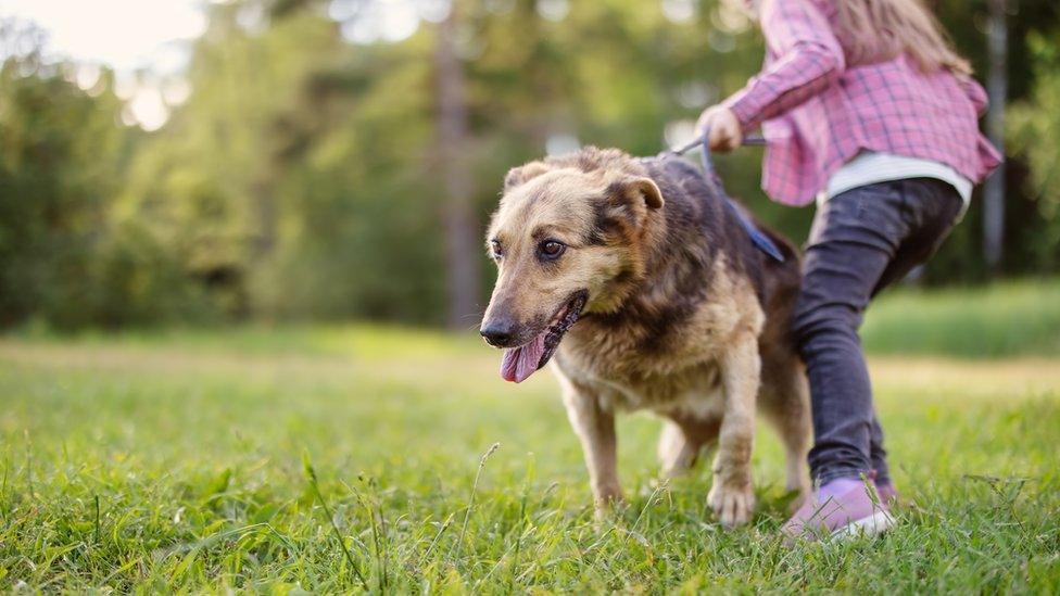 Child holding a dog