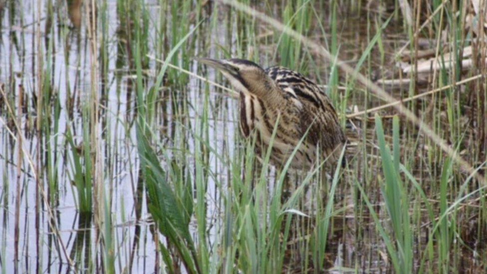 Bittern at RSPB Minsmere