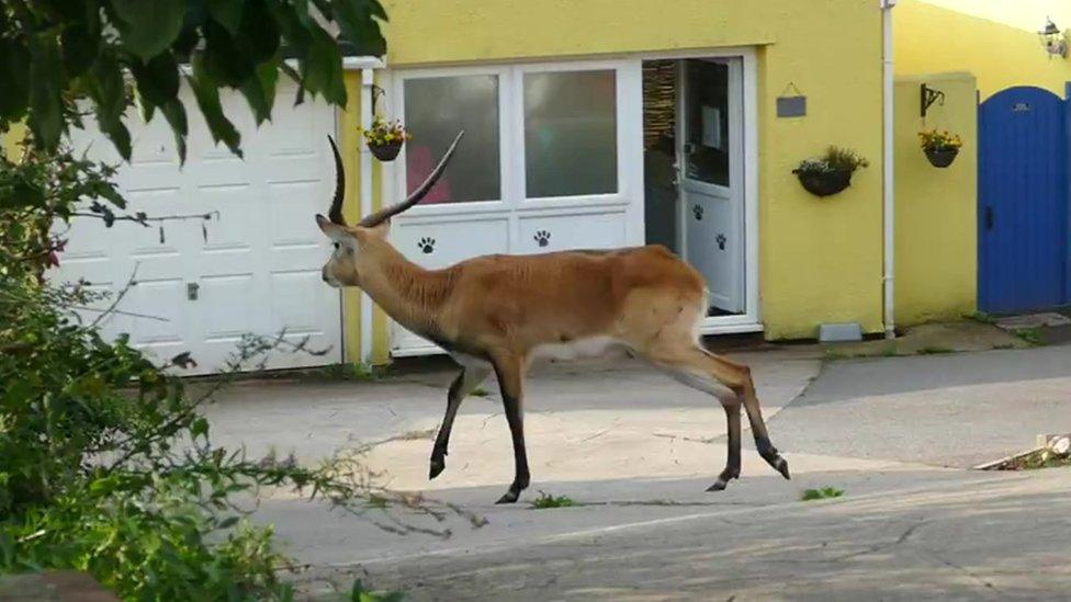 Lechwe antelope on the loose in Paignton