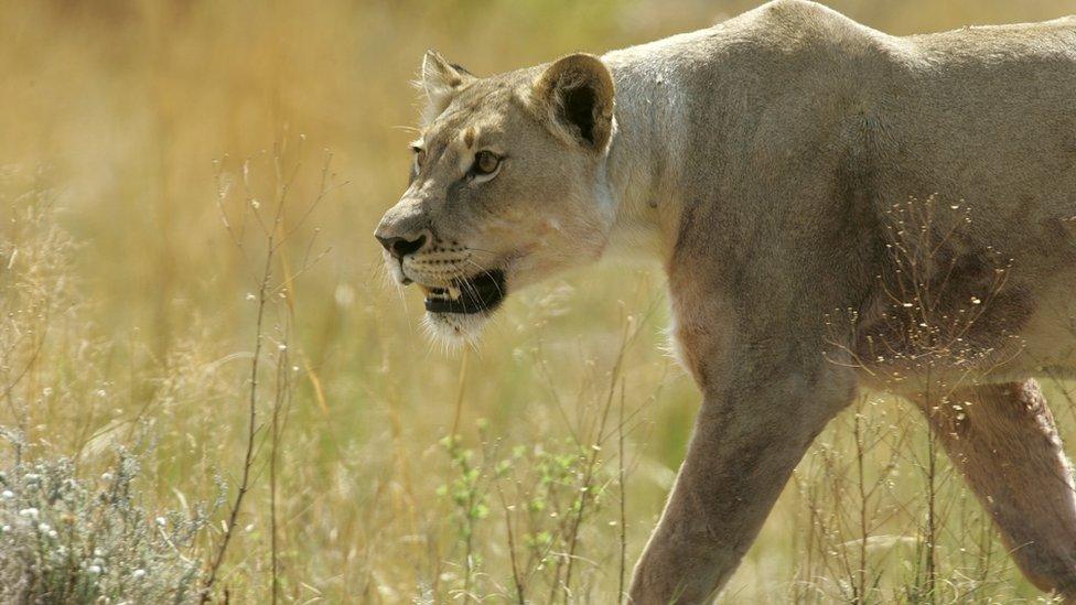 File pic of lion in South Africa