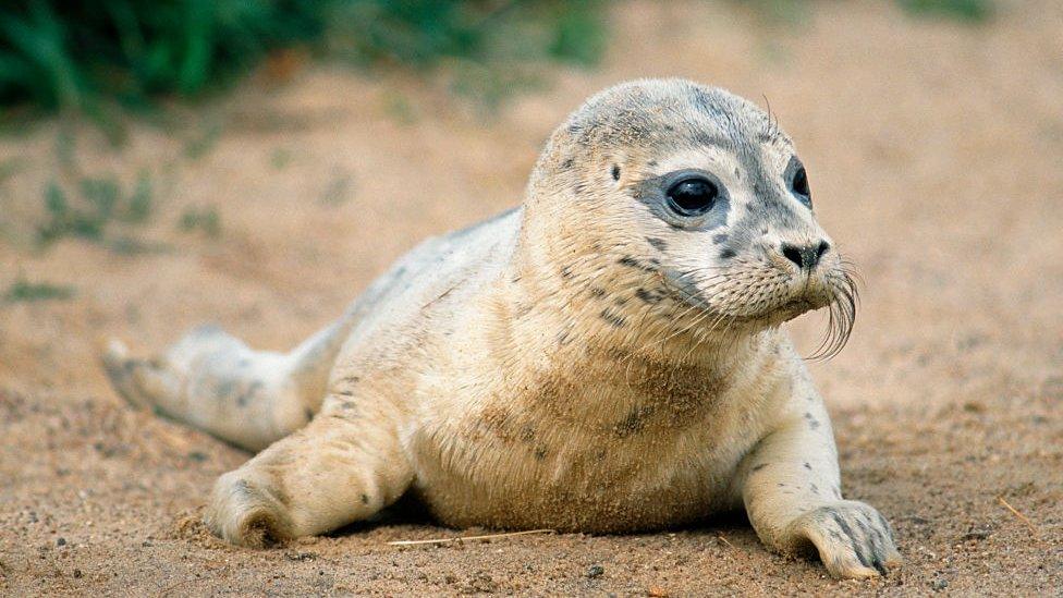 Harbour seal pup