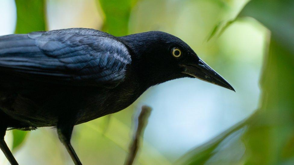 Carib grackle bird