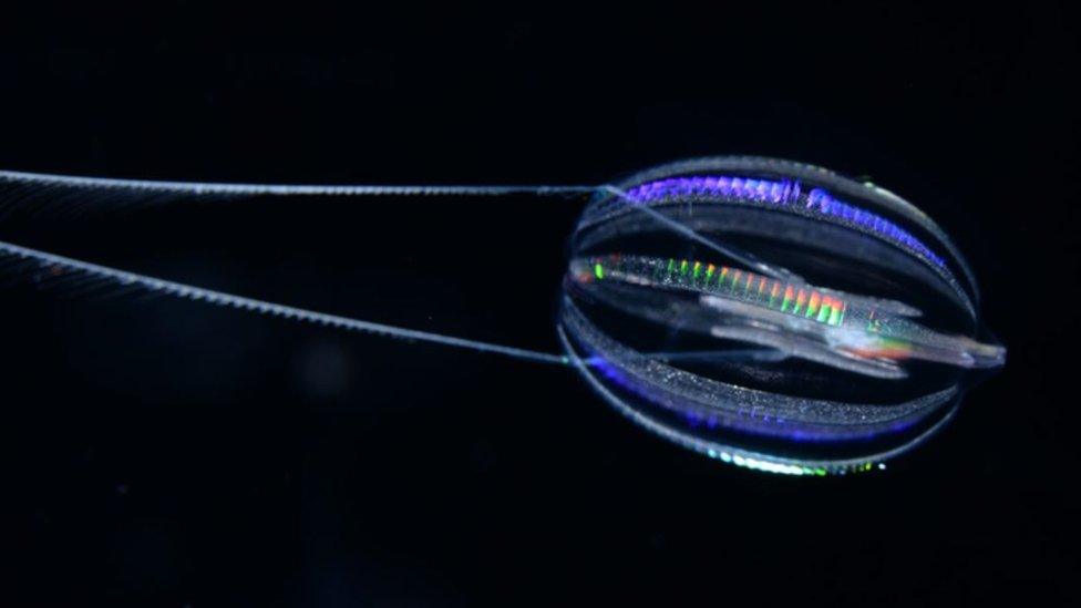 Ctenophore