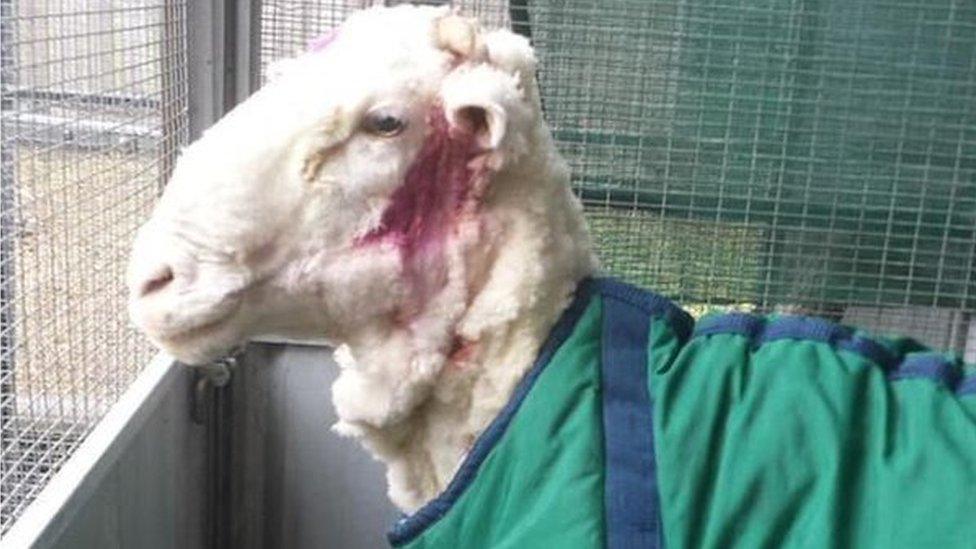 New do: Australian sheep 'Chris' shows off a lighter look, complete with pink antiseptic stains