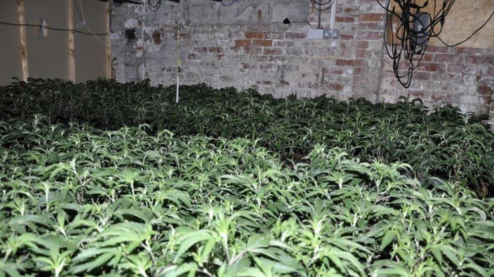 Cannabis farm discovered in St Helens