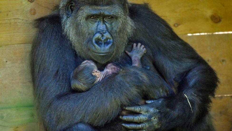 Kala the western lowland gorilla and her baby