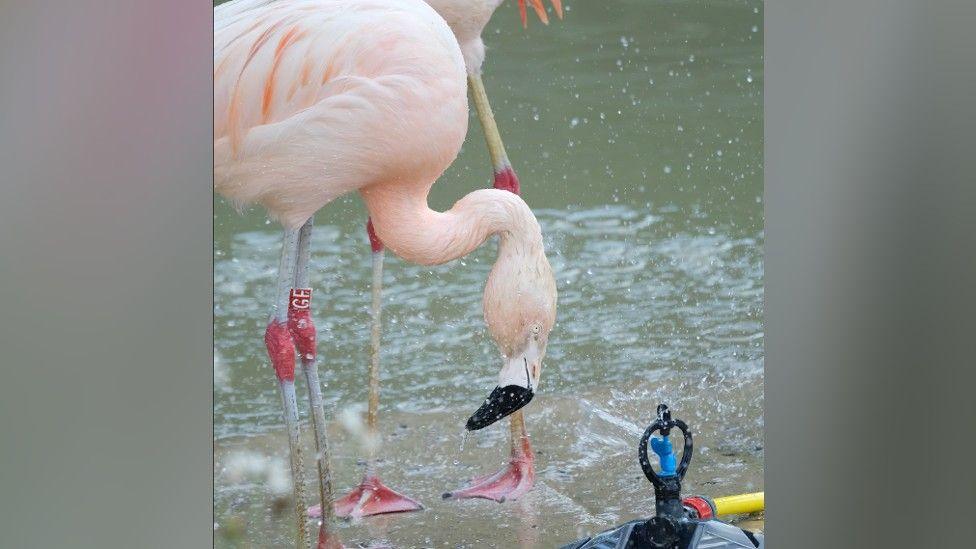 Flamingo next to a water sprinkler