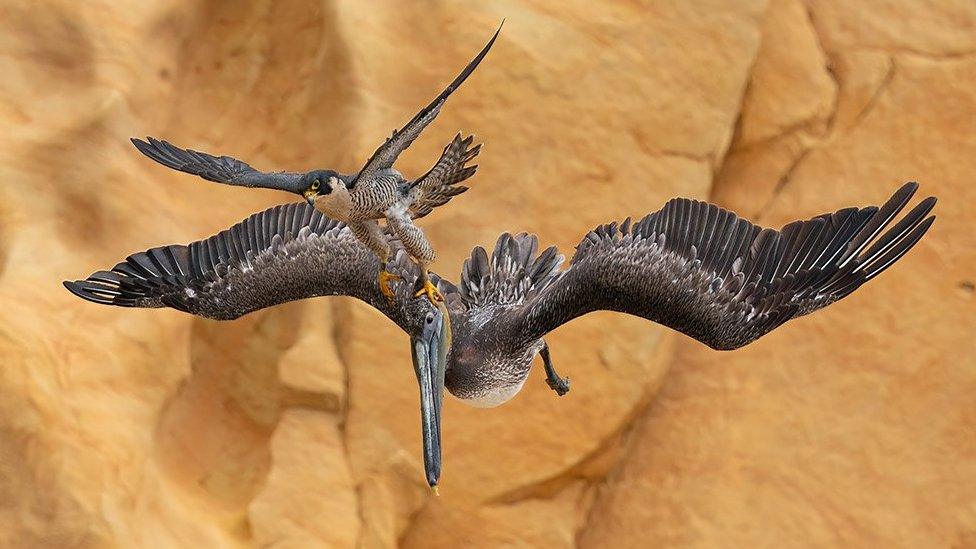 Peregrine Falcon Falco peregrinus and Brown Pelican Pelecanus occidentalis. Southern California, United States