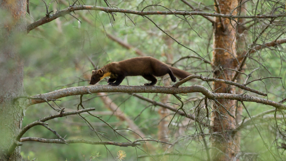 pine marten