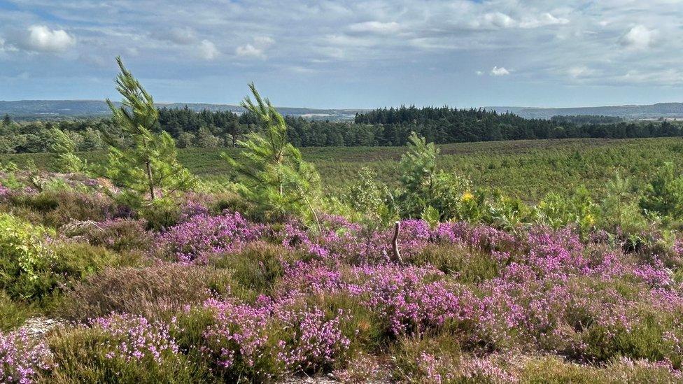 Heather at Hyde's Heath