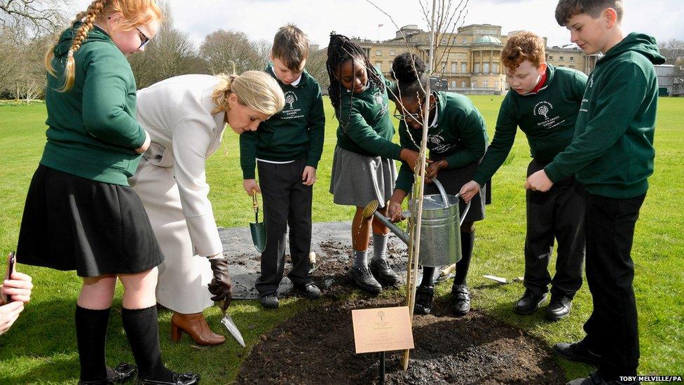 countess of wessex planting a tree