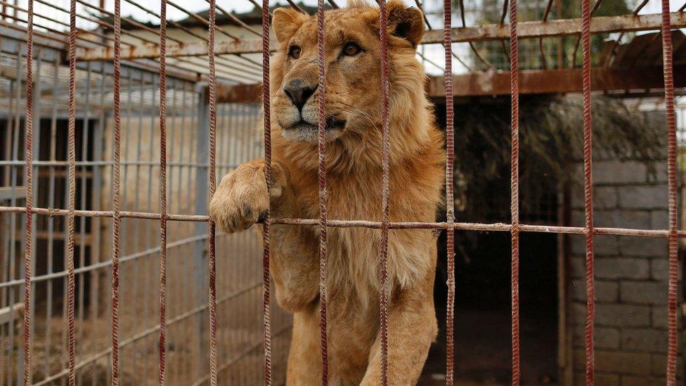 An abandoned lion is seen in a cage at Muntazah al-Nour zoo in Mosul as the international animal welfare charity 'Four Paws' tries to evacuate the animals left at the zoo to Arbil on 28 March 2017.