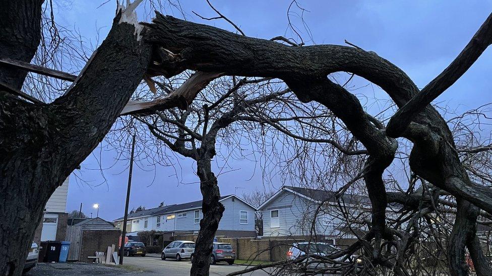 A snapped willow tree in the Jordansthorpe area of Sheffield following Storm Jocelyn.