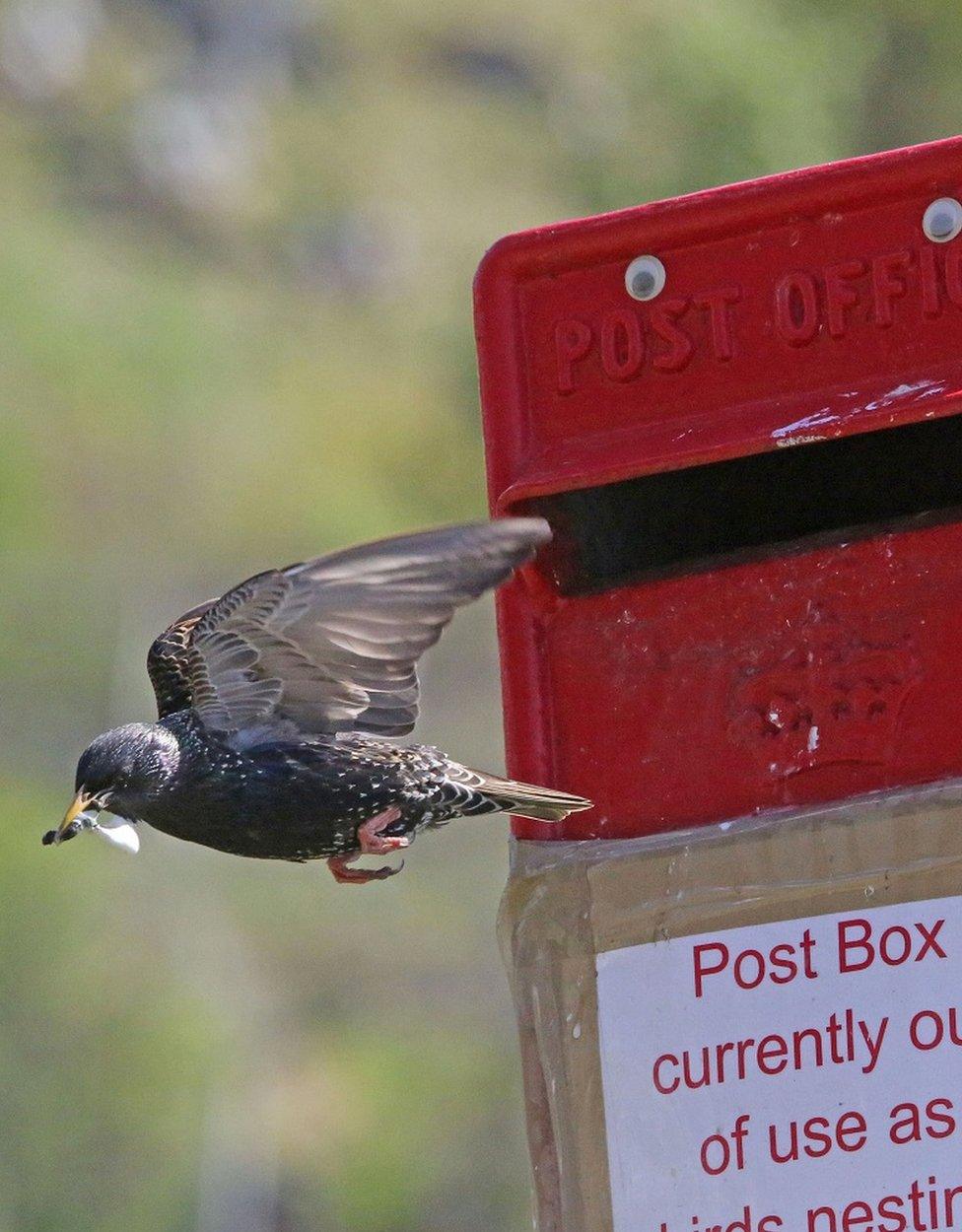 Post box nest