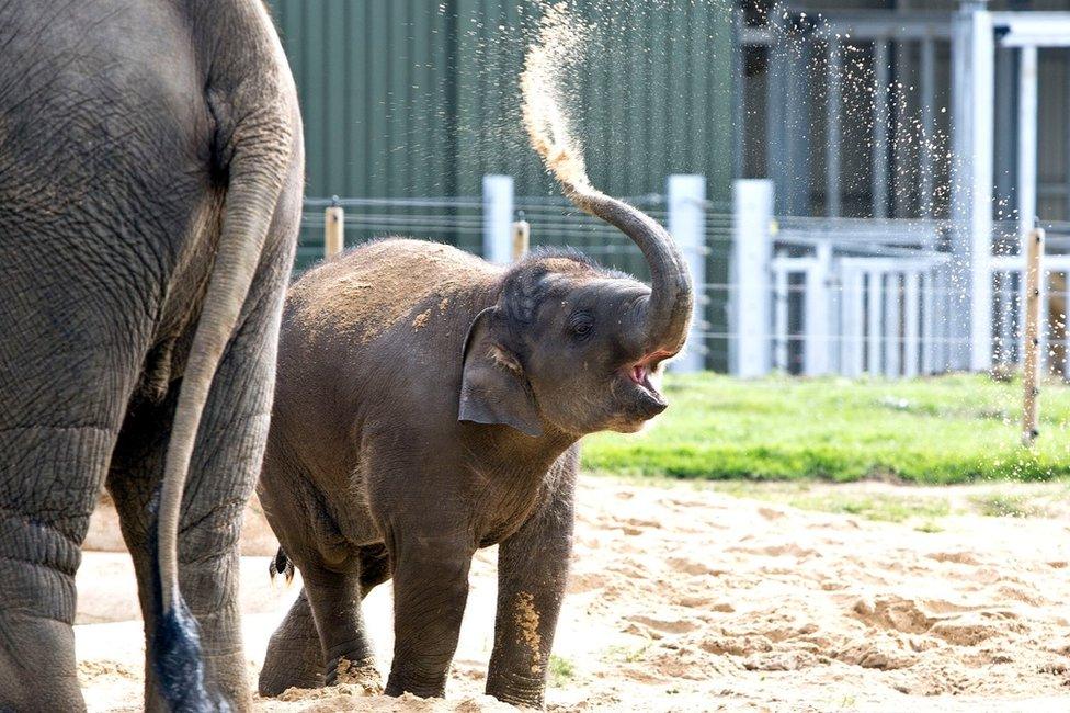 Some of the elephants at Whipsnade Zoo in Bedfordshire