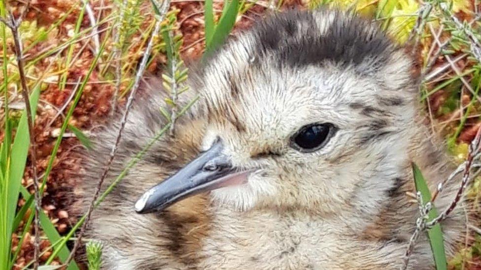 Curlew fledgling