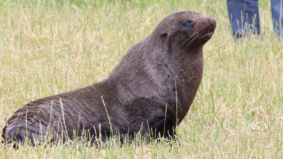 New Zealand fur seal