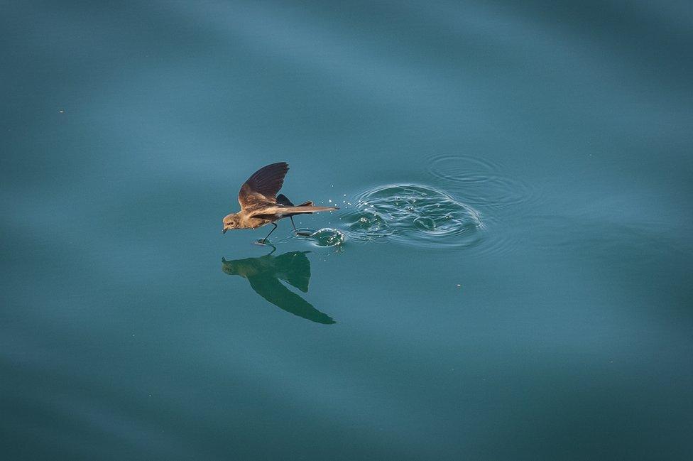 A storm petrel walking on water