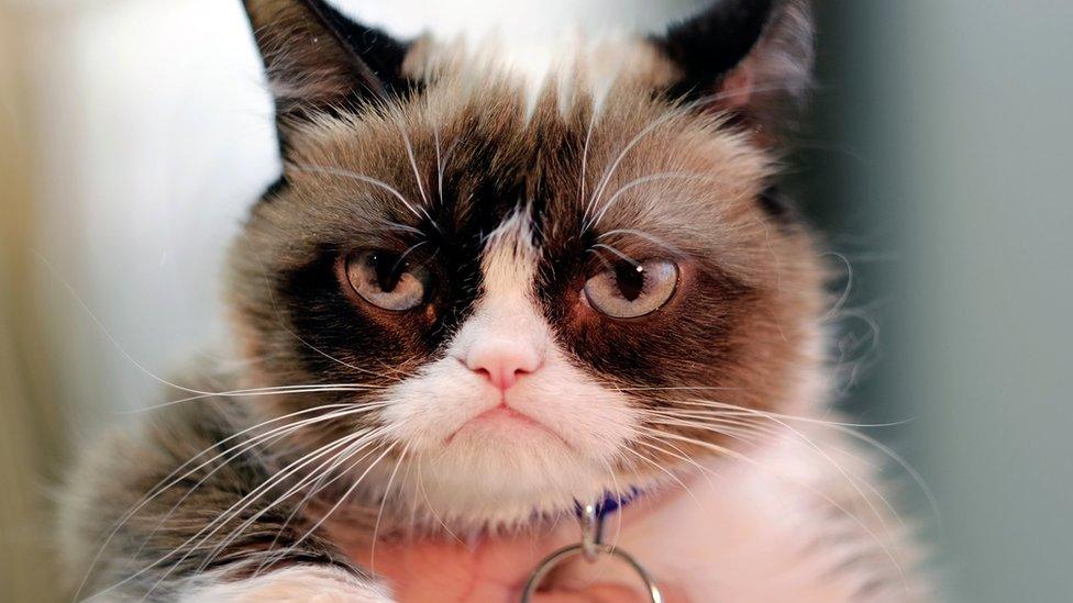 Grumpy Cat