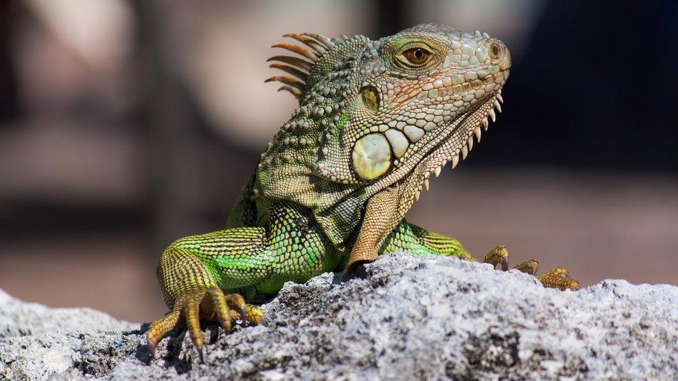 iguana-on-a-rock.