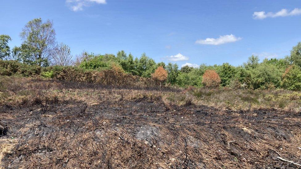 The Bourne Valley Nature Reserve after the fires.