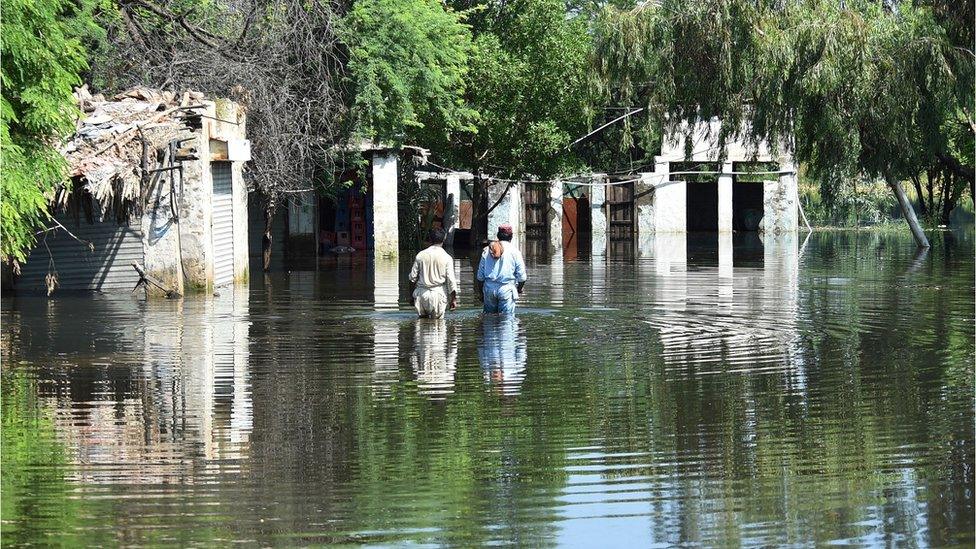 Two men wading through above-knee deep water with builds submerged in water in the background and overhanging trees